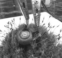 科學(xué)家在蝸牛身上植入兩個電極，從而制造出&ldquo;蝸牛電池&rdquo;。