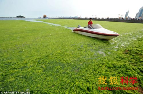 從盔甲到手機(jī)屏幕，海藻將成為萬(wàn)能型的超級(jí)原材料。圖為中國(guó)山東東部，被海藻覆蓋的青島海岸線。